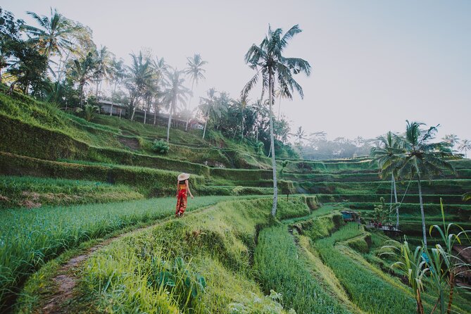 3 Days for the best of Ubud Private Tour - Price and what you’re really paying for ($195 with pickup and lunches)