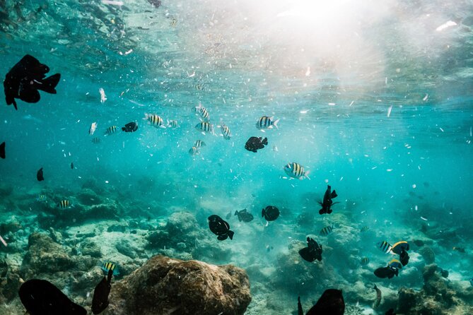 All Inclusive Bali Blue Lagoon and Tanjung Jepun Snorkeling - Value Check: Is $48 Good Value for Ubud Snorkeling?
