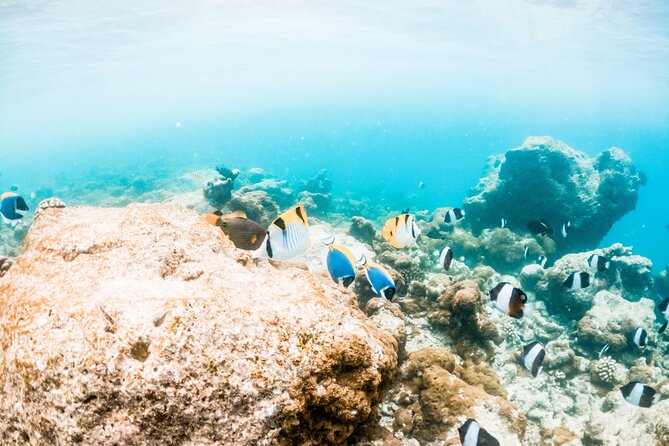 All Inclusive Bali Blue Lagoon and Tanjung Jepun Snorkeling - Should You Book This Ubud-to-Blue-Lagoon Snorkeling Tour?