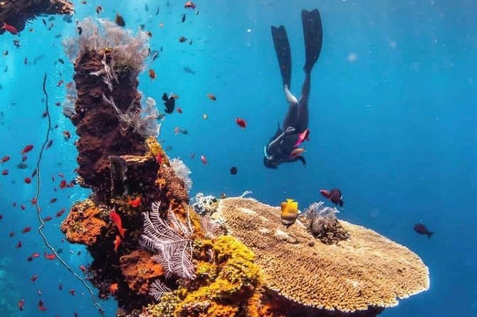 All Inclusive Bali Scuba Diving at Tulamben with Lunch -Transport - Tulamben and Amed: Why This Part of Bali Works for Scuba Beginners and Fish Fans