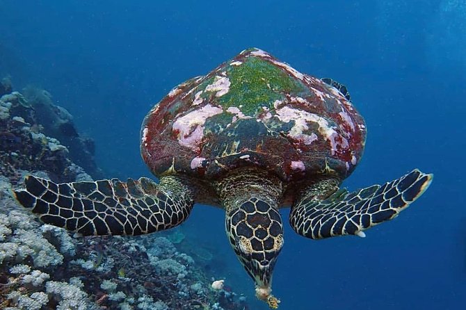 All Inclusive Bali Scuba Diving at Tulamben with Lunch -Transport - Underwater Skills at Your Pace: Safety, Comfort, and Real Learning