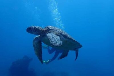All Inclusive Bali Scuba Diving at Tulamben with Lunch -Transport - The Hotel Pickup From Ubud: Timing, Comfort, and the Driver Factor