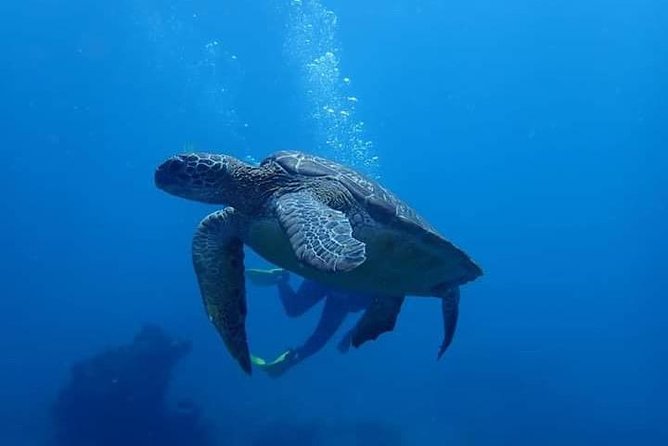 All Inclusive Bali Scuba Diving at Tulamben with Lunch -Transport - The Hotel Pickup From Ubud: Timing, Comfort, and the Driver Factor