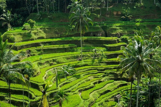All Inclusive of Ubud Top Attraction - A Full-Day Ubud Mix: Monkeys, Palaces, Art, Water, and Holy Springs