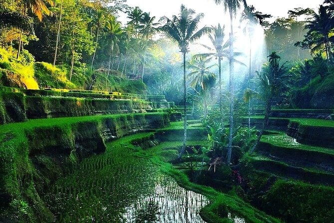 [All Inclusive] The Soul of Bali: Temples, Art & Traditions Tour - Stop 3: Elephant Cave (Goa Gajah) for temple atmosphere and a 11th-century setting