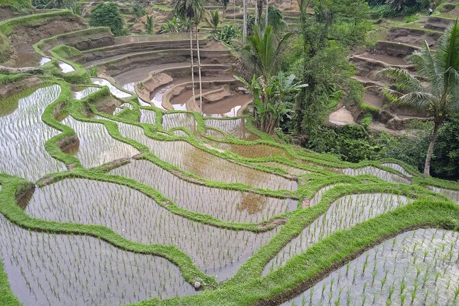 [All Inclusive] The Soul of Bali: Temples, Art & Traditions Tour - The value of a private guide (and what to look for)