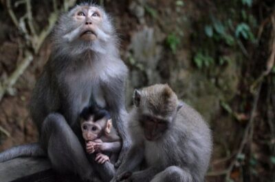All inclusive Ubud private tour - Price and value: what $28 actually buys you