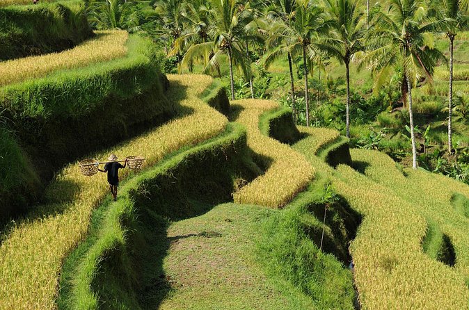 All-Inclusive Ubud's Wonder Day Tour - Coffee Plantation, Timing, and What to Expect Between Stops