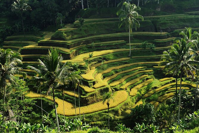 All-Inclusive Ubud's Wonder Day Tour - Ulu Petanu Waterfall: Jungle Mist and a Dip