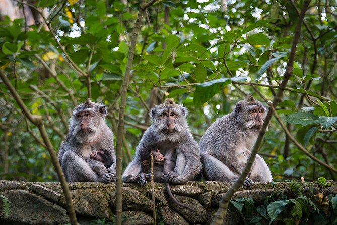 Bali All-Inclusive: Ubud Tour with Entrance Ticket and Lunch Included - Why a private vehicle matters in Ubud