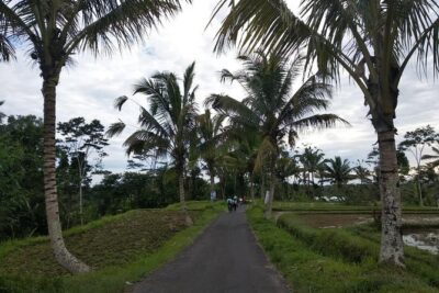 Bali Amazing Cycling Tour - The Ubud Morning Pickup: Timing and What You Should Bring