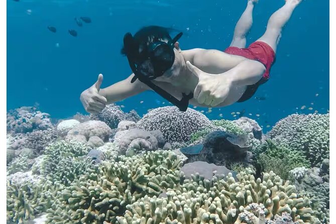 Bali and Lovina with Sunrise Dolphin Tour and Snorkeling - Who This Tour Fits Best in Bali