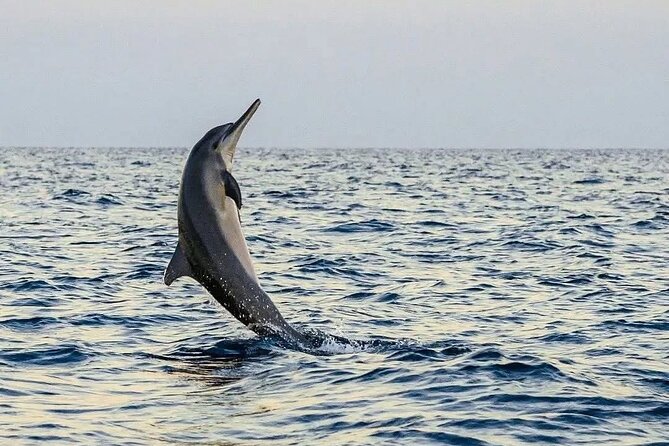 Bali and Lovina with Sunrise Dolphin Tour and Snorkeling - Should You Book the Lovina Dolphin Sunrise and Snorkeling Tour?