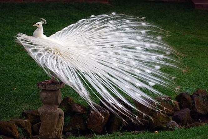 Bali Bird Park Admission Ticket with Hotel Transfer - Key highlights that matter before you go