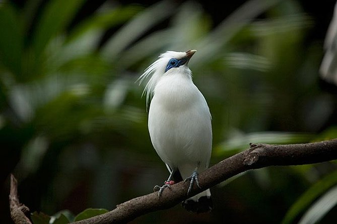 Bali Bird Park Admission Ticket with Hotel Transfer - Shows, staff, and the hands-on factor