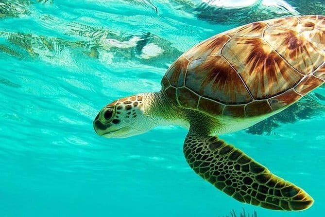Bali : Blue Lagoon Snorkeling combine with Bali Swing in Ubud - Price and value: $70 for a full Ubud-plus-ocean day