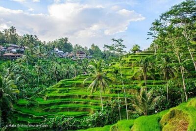 Bali Holy Bathing Ritual and Ubud Highlights tour - Sacred Monkey Forest Sanctuary: 700+ long-tailed monkeys, so bring common sense