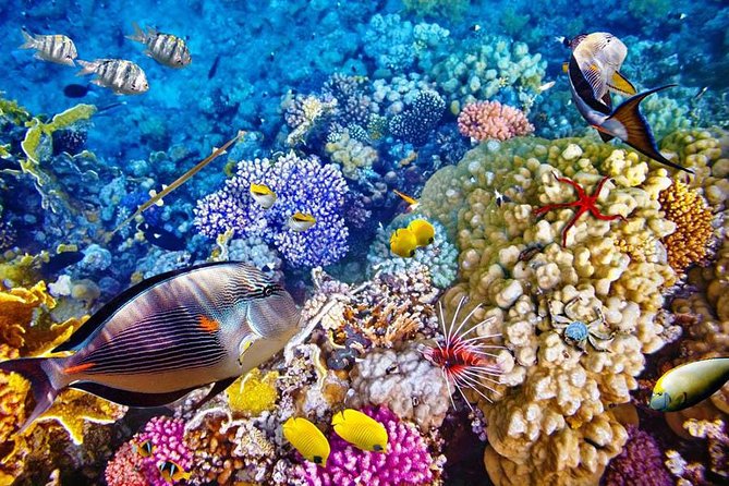 Bali Menjangan Island Snorkeling Day Tour - Why Menjangan Island Snorkeling Is a Special Use of Your Bali Day