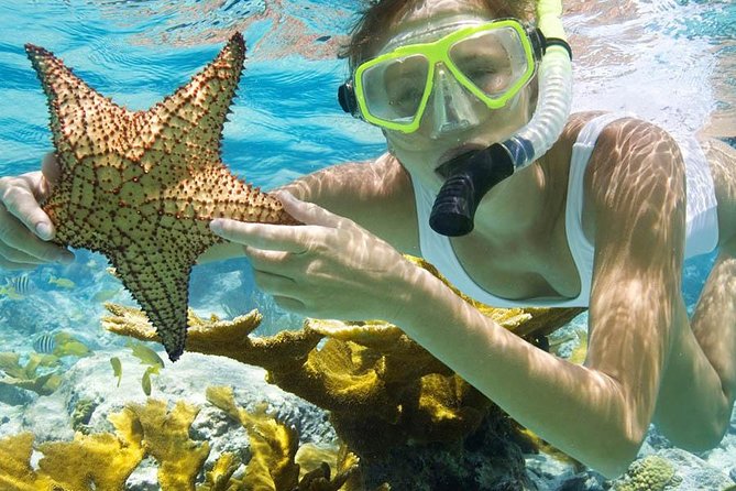 Bali Menjangan Island Snorkeling Day Tour - Snorkeling Menjangan: Sea Fans, Clear Water, and a Calm Pace