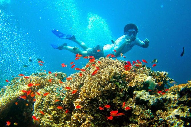 Bali Menjangan Island Snorkeling Day Tour - Small Group Size Under 15: Why That Changes Your Day