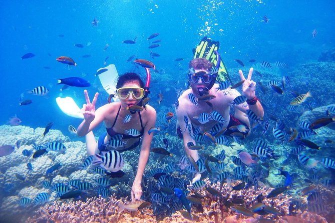 Bali Menjangan Island Snorkeling Day Tour - The Long Drive Reality (and How to Make It Bearable)
