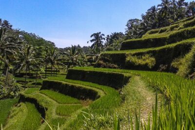 Bali : Private Car Charter with English Speaking Driver - Stop 1: Sacred Monkey Forest Sanctuary (Mandala Suci Wenara Wana)