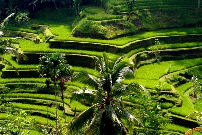 Bali : Private Car Charter with English Speaking Driver - Stop 3: Tirta Empul Temple and spiritual cleansing (Melukat)