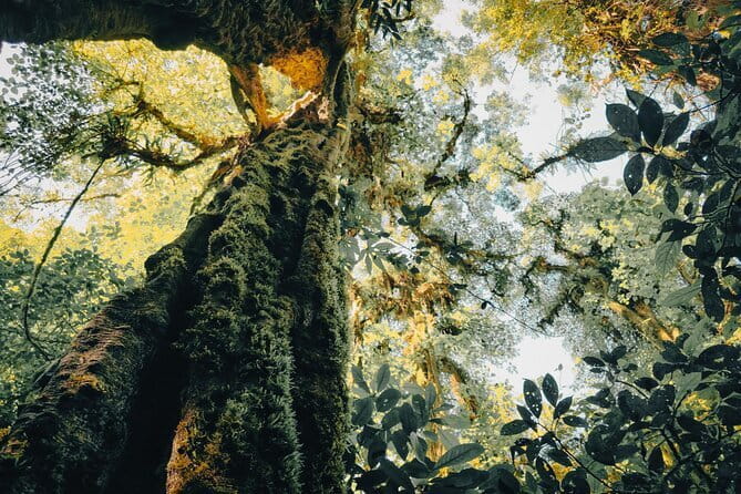 Bali Rainforest Hiking With Canoeing And Waterfall Adventure - The rainforest trek: plants, paths, and practical pace