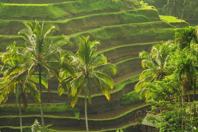 Bali Sightseeing - Sacred Monkey Forest Sanctuary: Nature Reserve, Temple Grounds, and Selfie Time