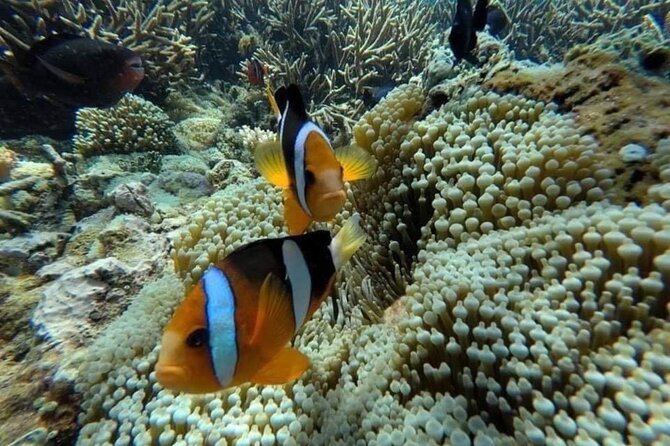 Bali Snorkeling 2 Spot at Blue Lagoon with Lunch & Transport - Two Snorkel Spots: How to Get the Most Out of Your 2 Hours