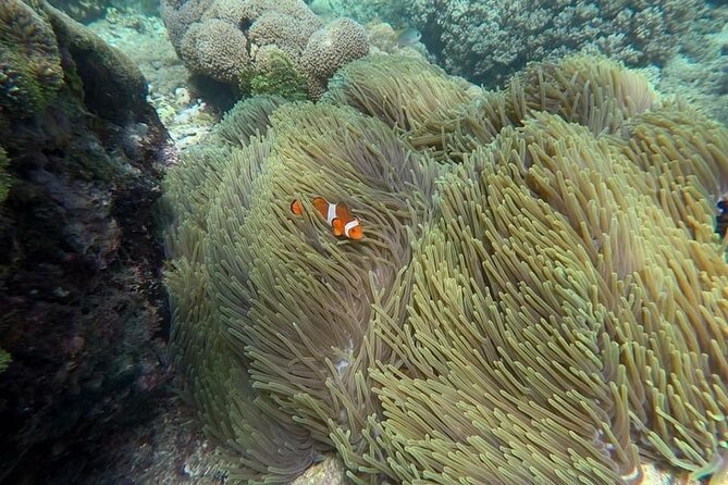 Bali Snorkeling 2 Spot at Blue Lagoon with Lunch & Transport - Lunch + Transport: The Value That Keeps the Day Easy
