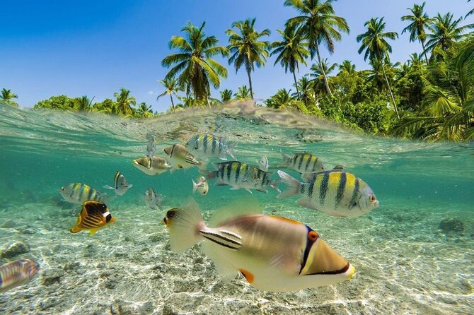 Bali Snorkeling 2 Spot at Blue Lagoon with Lunch & Transport - Price Check: Is $19 Actually a Good Deal?