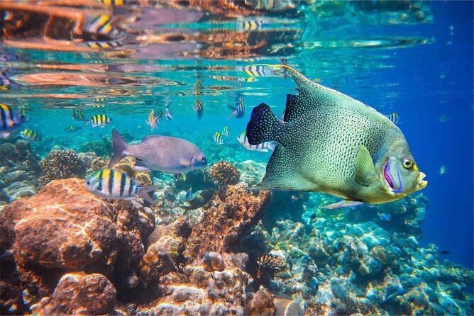 Bali Snorkeling 2 Spot at Blue Lagoon with Lunch & Transport - Who This Blue Lagoon Snorkel Tour Is Best For