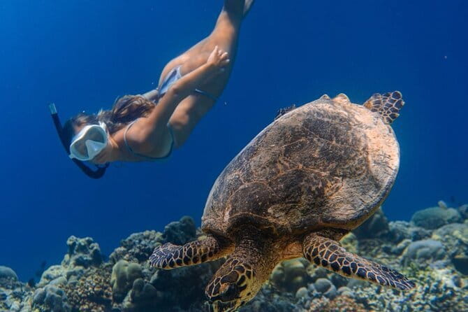 Bali Snorkeling at Blue Lagoon and Tanjung Jepun with Transfer - Price and value: how $22 adds up when transfers and lunch are included