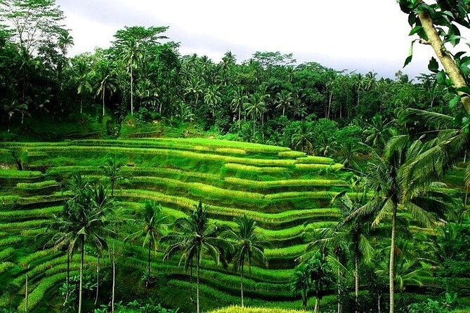 Bali Tirta Empul Tours Experience with Spiritual Cleansing - Price and value: why $57 can make sense (or not)