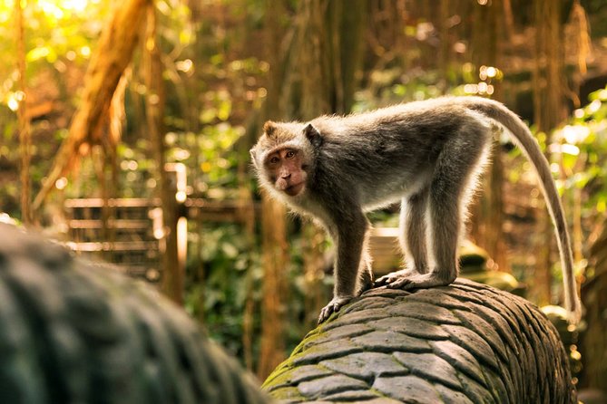 Bali Ubud and Volcano Day Tours - Tegalalang rice terraces: the classic Bali viewpoint