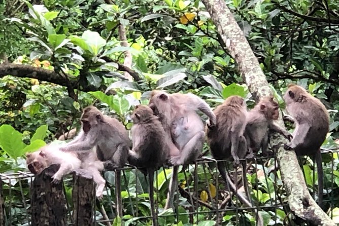 Bali Ubud Tour - Tegalalang Rice Terraces: SUBAK Irrigation and Photo-Friendly Views