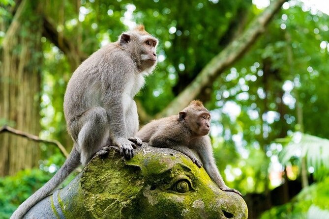 Bali Ubud Tour: Monkey Forest, Waterfall & Rice Terrace - Why This Ubud Day Route Works (Monkey Forest to Batuan Temple)
