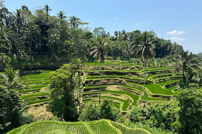 Bali Volcano & Ubud Day Tour – Temples, Rice Terraces & Lunch - Tegallalang Rice Terraces: Views, Time to Stop, and One Optional Thrill
