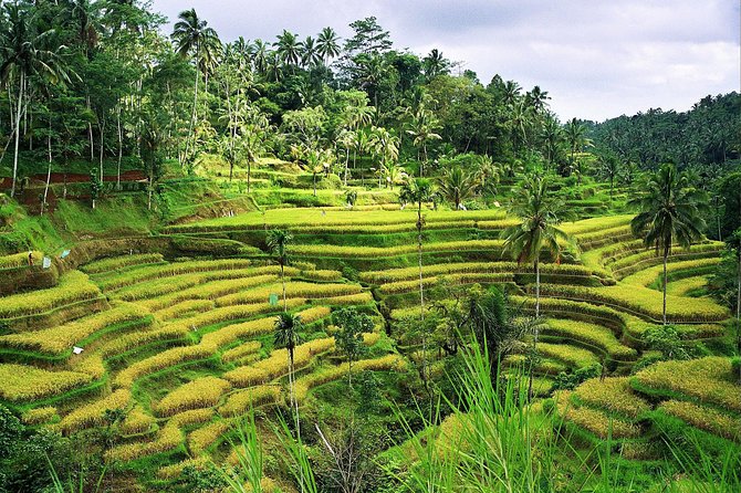 Beauty Of West Bali Tour (Private and All Inclusive) - Taman Ayun Royal Temple: A Royal Name, a Calm Visit