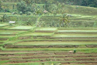 Bedugul Cultural Private Tour - A Bedugul day that feels like Bali’s working heart