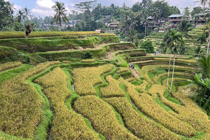 Best of Ubud - Ubud Tour Popular - All Inclusive - Your driver-guide: safe, communicative, and flexible