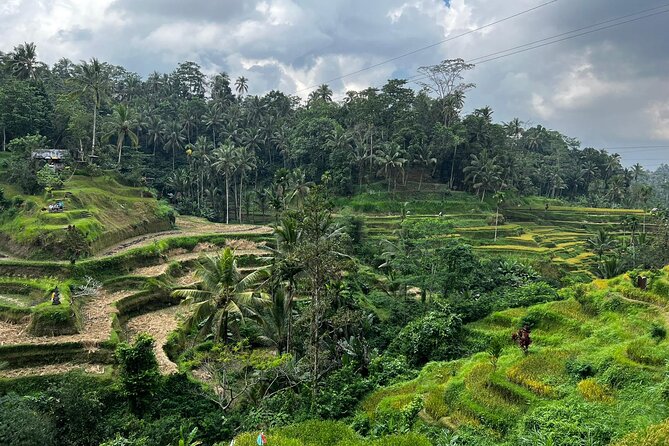 Best of Ubud - Ubud Tour Popular - All Inclusive - Who should book this tour, and who might not love it