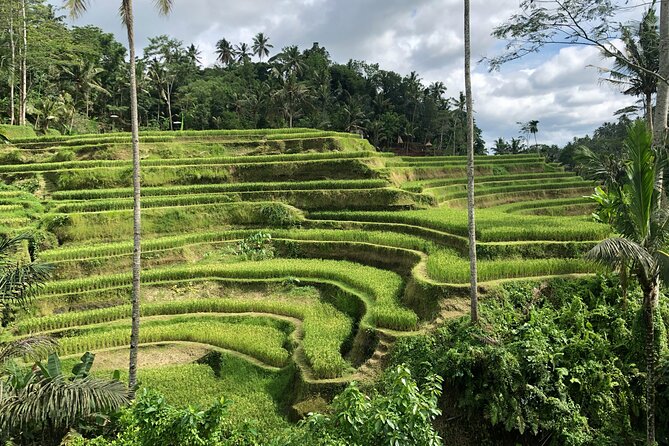 Best of Ubud Village Private Tour with Jungle Swing All Inclusive - Aloha Swing Ubud: your best jungle photo block of the day