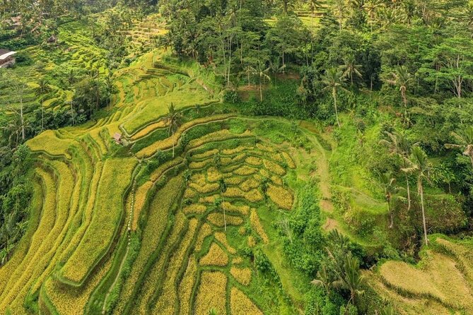 Best of Ubud: Waterfalls, Temple & Rice Terraces Private Day Tour - Tegalalang Rice Terraces: UNESCO Views Without the Rush