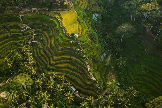 Best Ubud Highlights - Private Day Tour - Private pickup and an English-speaking driver (less friction, more time)