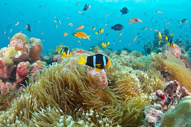 Bloo Lagoon Snorkeling East Bali Includes Transportation & Lunch - How the Kusamba black-sand beach stop changes the mood