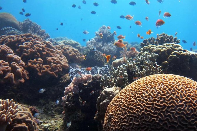 Bloo Lagoon Snorkeling East Bali Includes Transportation & Lunch - Who this snorkeling day fits best (and who should choose something else)