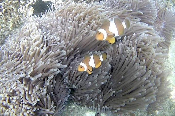 Blue Lagoon & Tanjung Jepun Snorkeling Private Tour - Pickup, Drive, and Getting Ready (8–9 am Start)