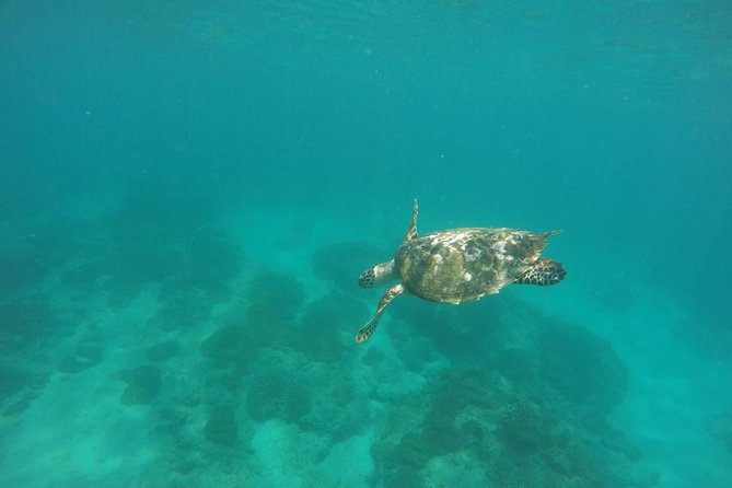 Blue Lagoon & Tanjung Jepun Snorkeling Private Tour - Stop 2: Tanjung Jepun for a Second Reef Chance